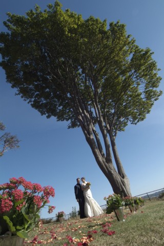 The big tree at the top of the Magnolia Bluffs